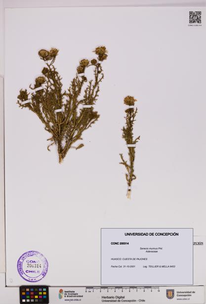 Senecio murinus [Espécimen: UDEC:CONC:0200314]