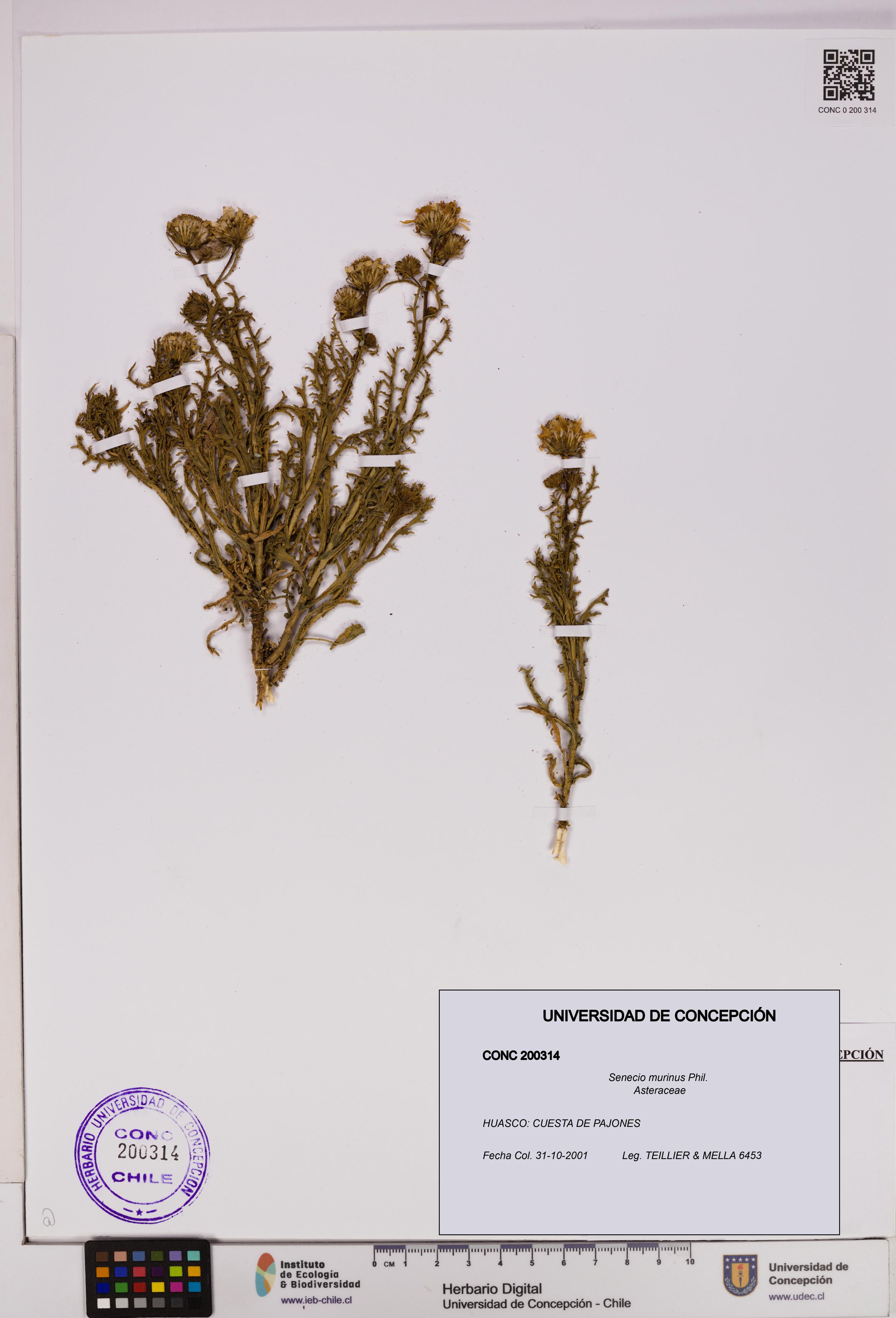 Senecio murinus [Espécimen: UDEC:CONC:0200314]