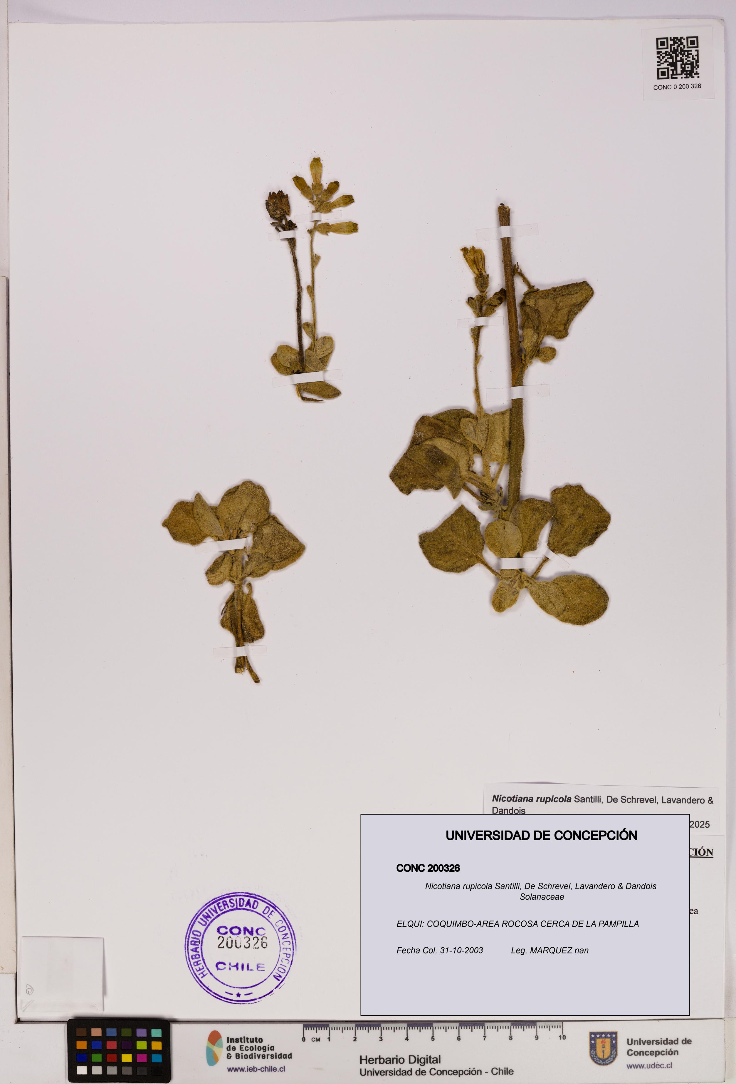 Nicotiana rupicola [Espécimen: UDEC:CONC:0200326]