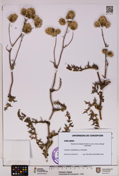 Polyachyrus poeppigii [Espécimen: UDEC:CONC:0200331]