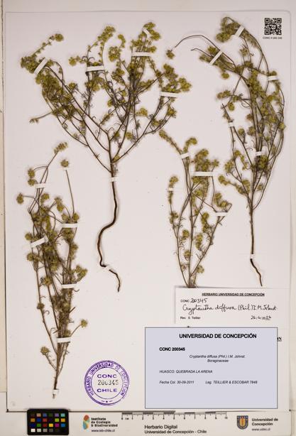 Cryptantha diffusa [Espécimen: ]