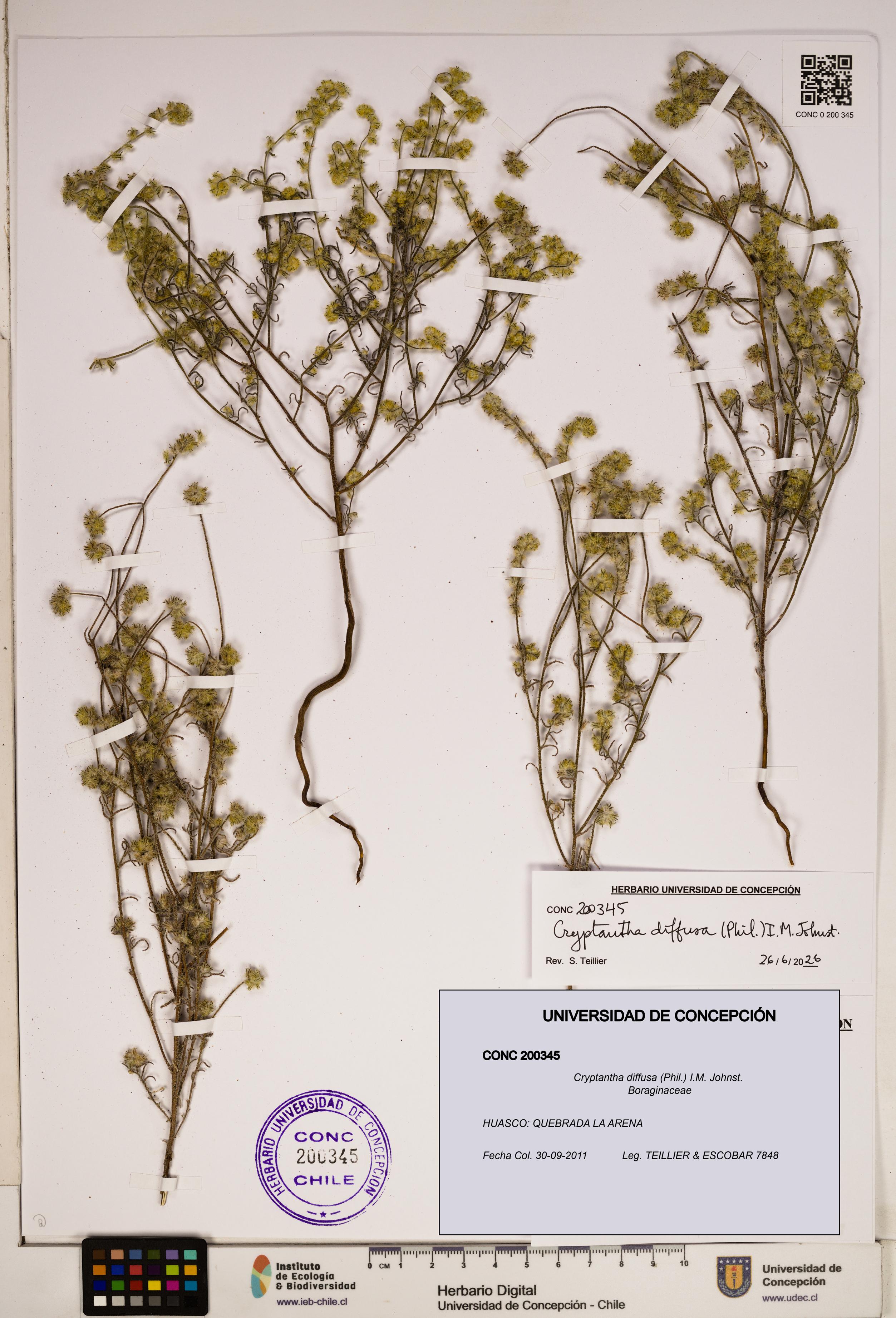 Cryptantha diffusa [Espécimen: ]