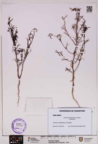 Camissonia dentata [Espécimen: UDEC:CONC:0200347]