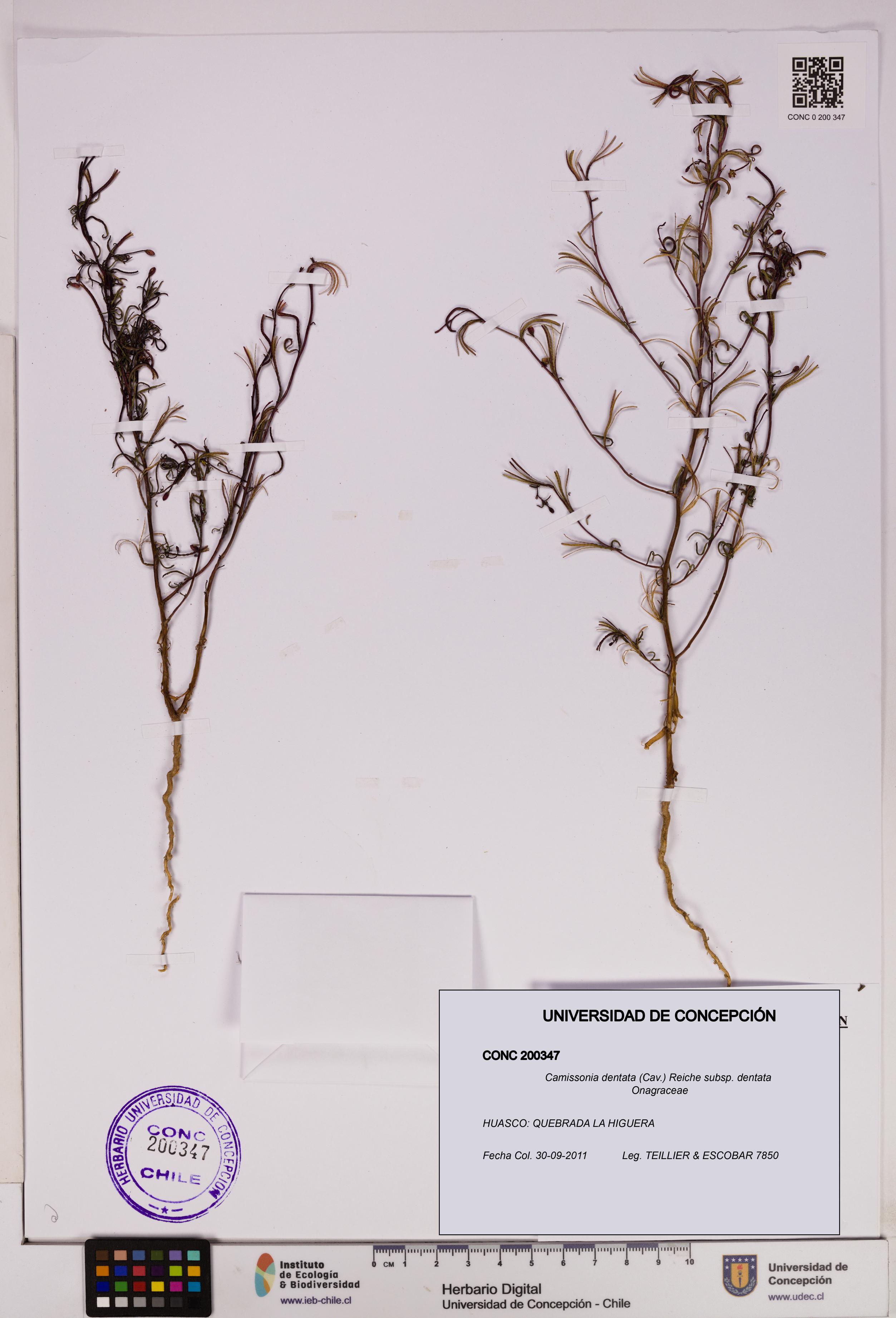 Camissonia dentata subsp. dentata [Espécimen: UDEC:CONC:0200347]