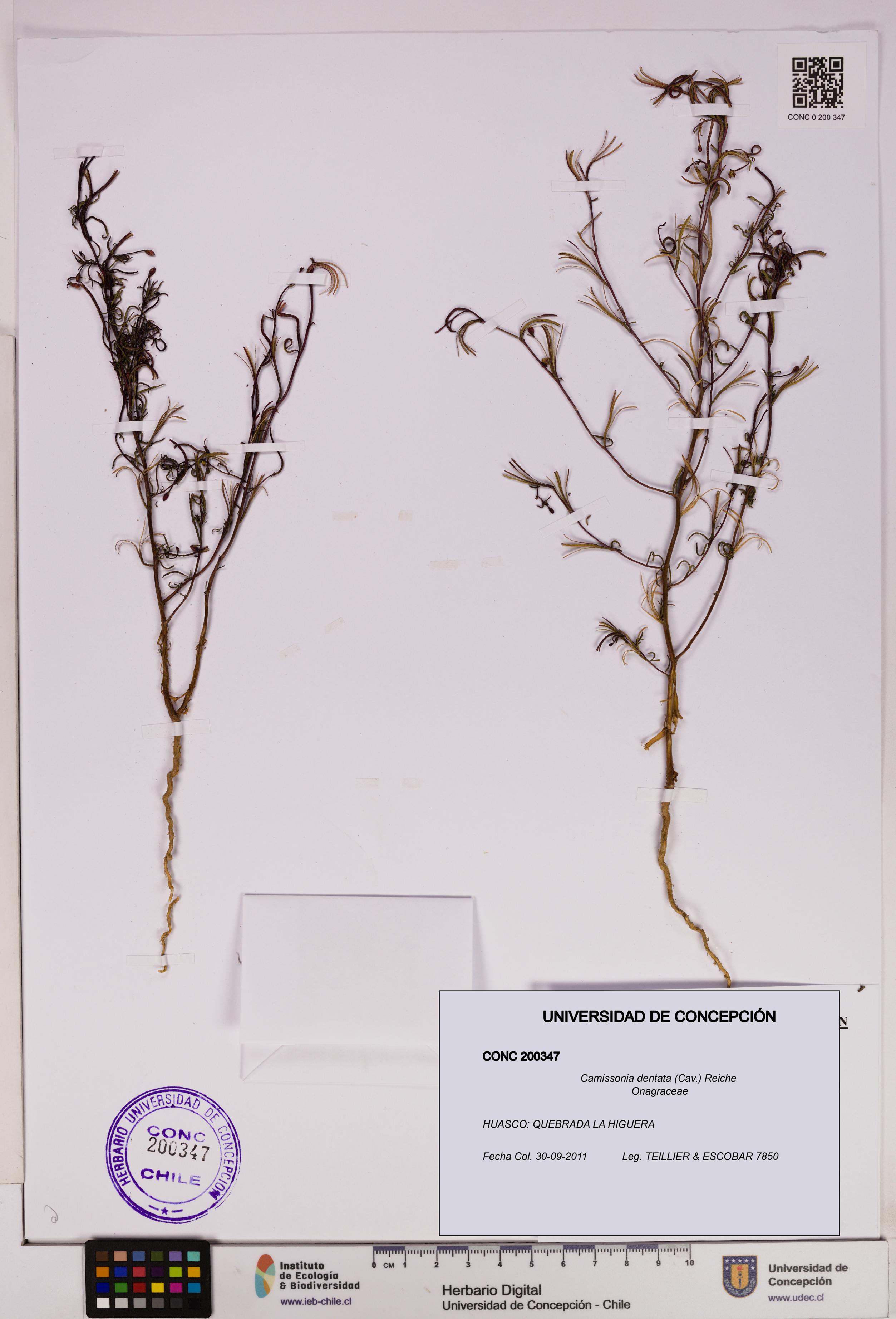 Camissonia dentata [Espécimen: UDEC:CONC:0200347]