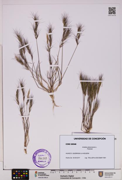 Aristida adscensionis [Espécimen: UDEC:CONC:0200348]