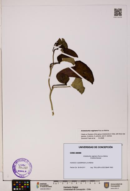 Aristolochia vaginans [Espécimen: ]