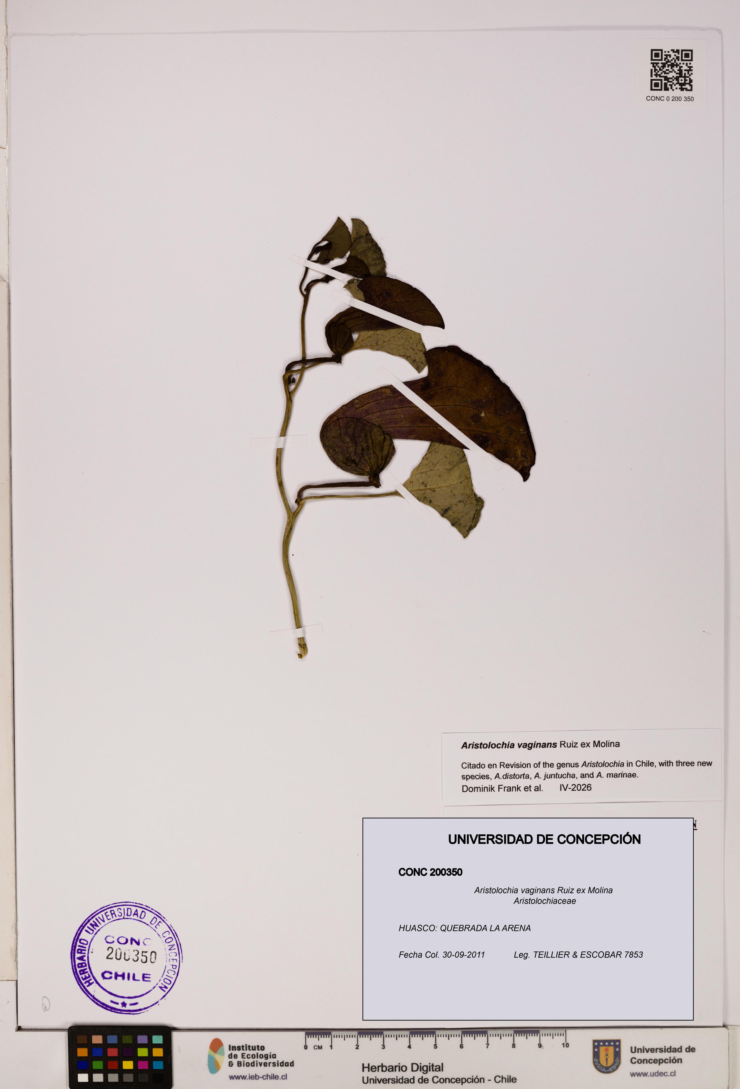 Aristolochia vaginans [Espécimen: ]