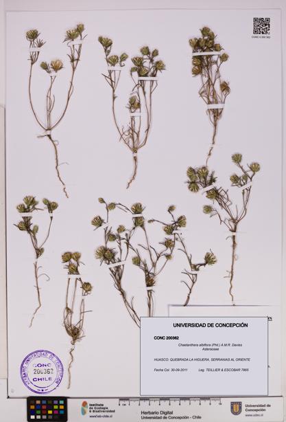 Chaetanthera albiflora [Espécimen: UDEC:CONC:0200362]