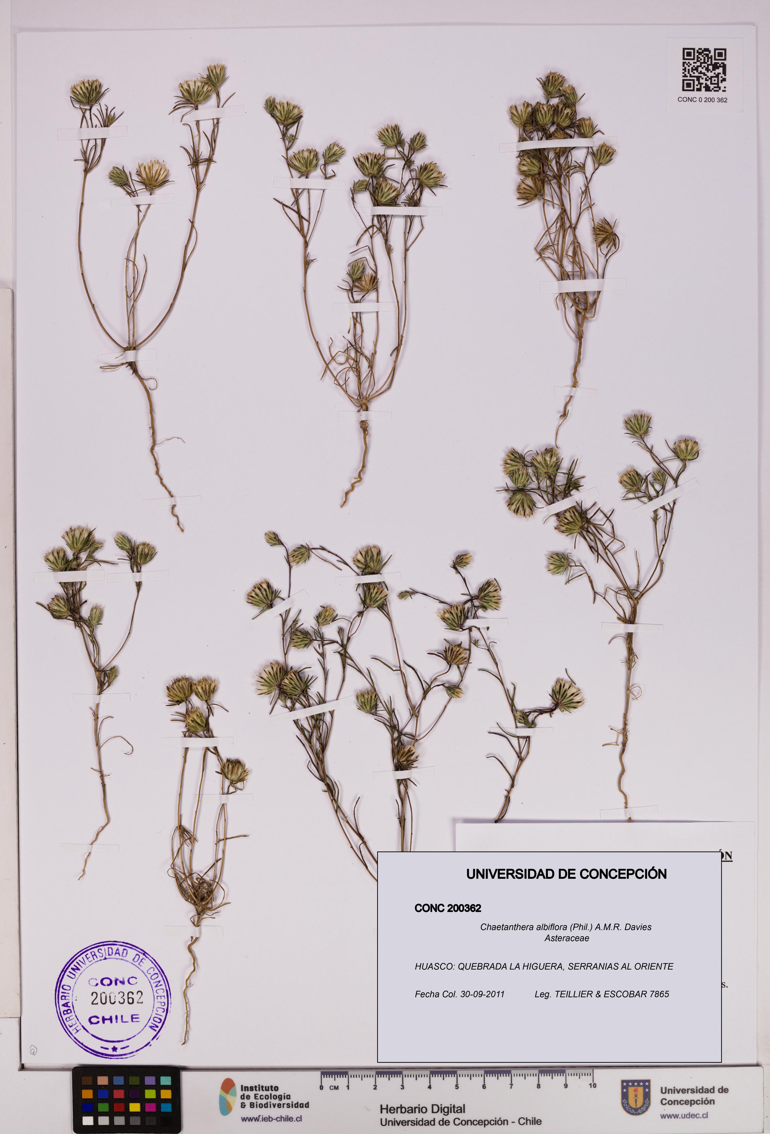 Chaetanthera albiflora [Espécimen: UDEC:CONC:0200362]