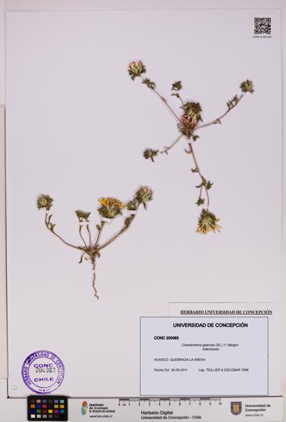 Chaetanthera glabrata [Espécimen: UDEC:CONC:0200363]