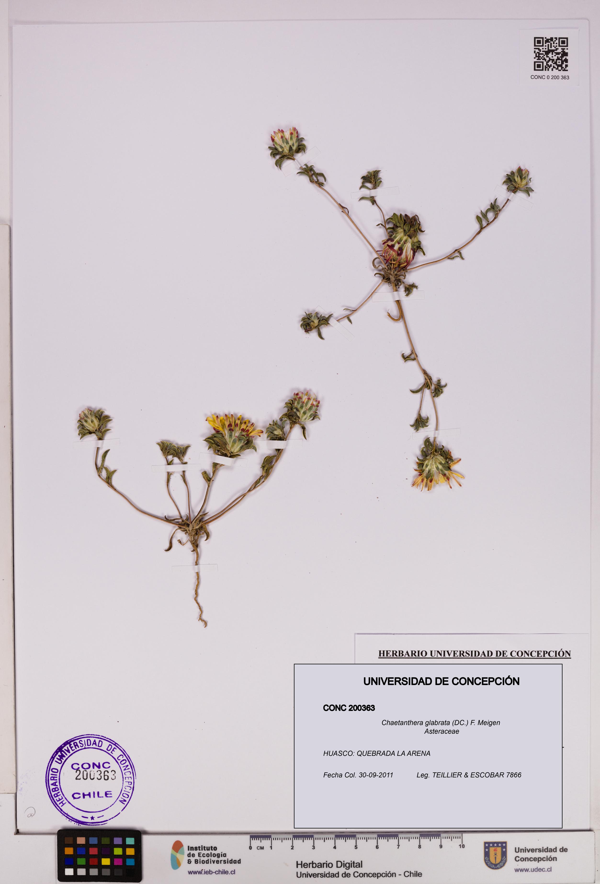 Chaetanthera glabrata [Espécimen: UDEC:CONC:0200363]