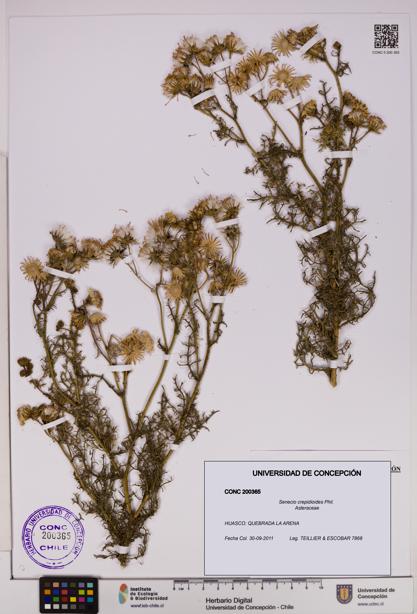 Senecio crepidioides [Espécimen: UDEC:CONC:0200365]