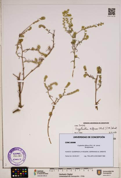 Cryptantha diffusa [Espécimen: ]