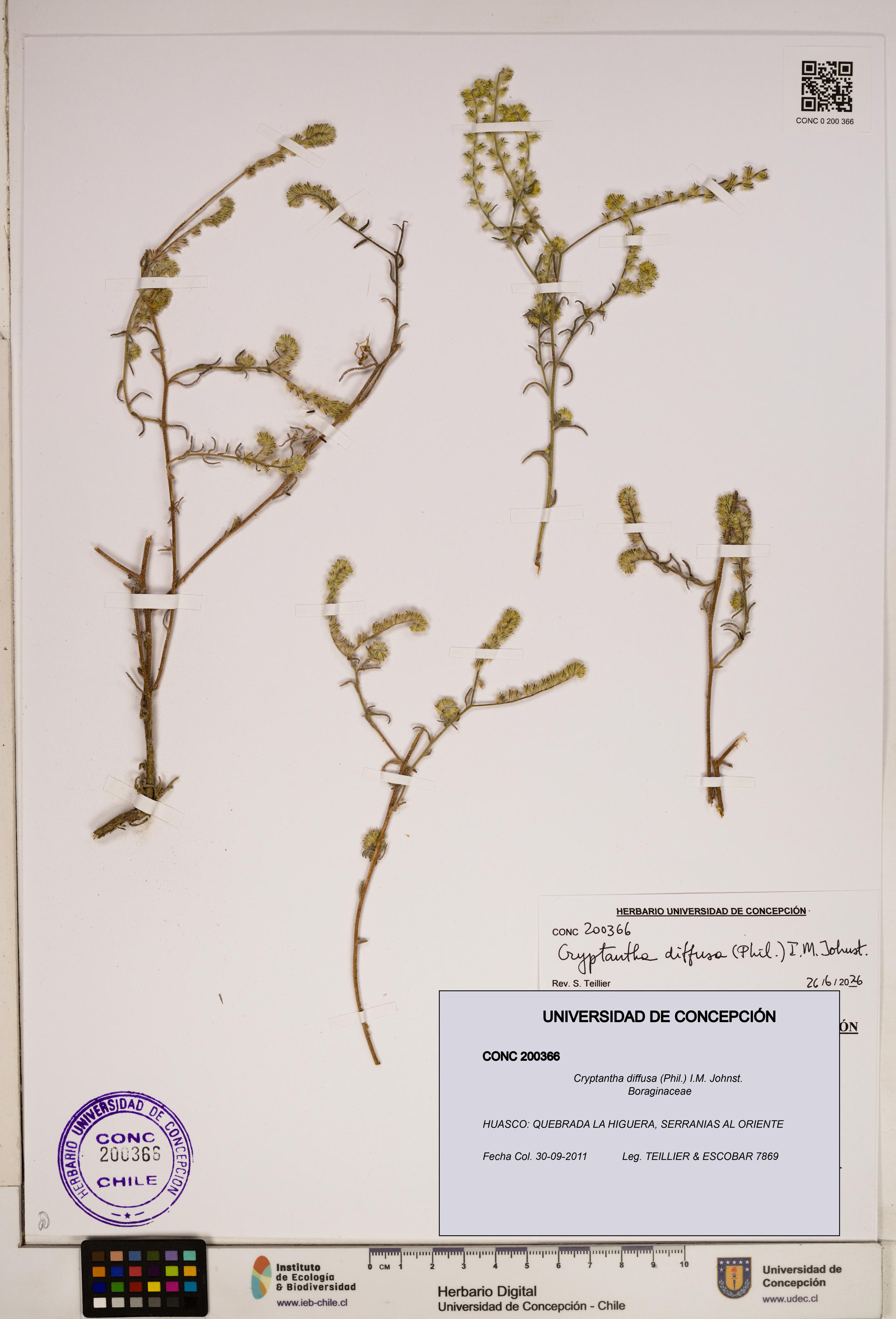 Cryptantha diffusa [Espécimen: ]