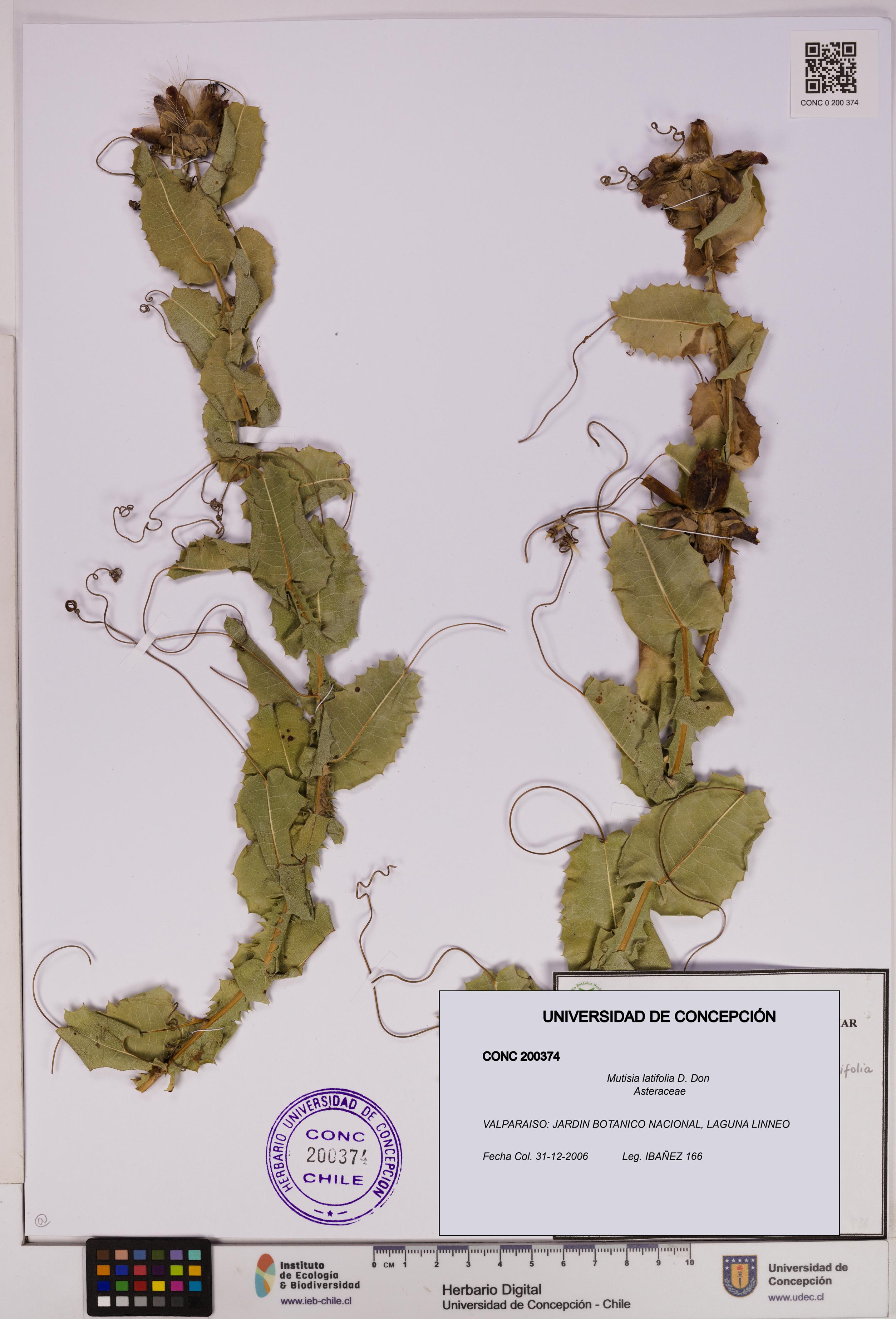 Mutisia latifolia [Espécimen: UDEC:CONC:0200374]