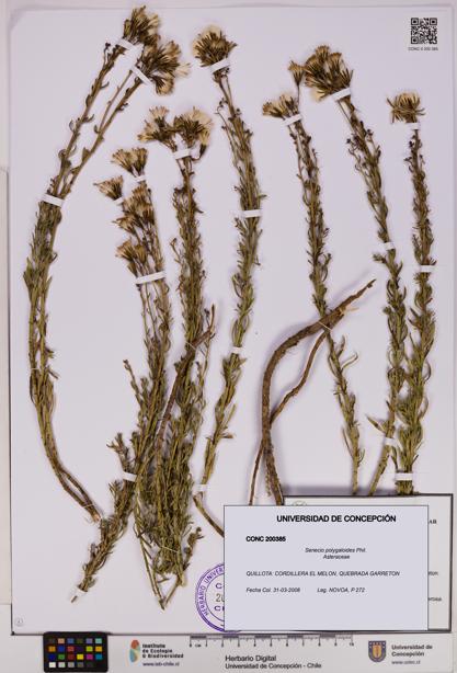 Senecio polygaloides [Espécimen: UDEC:CONC:0200385]