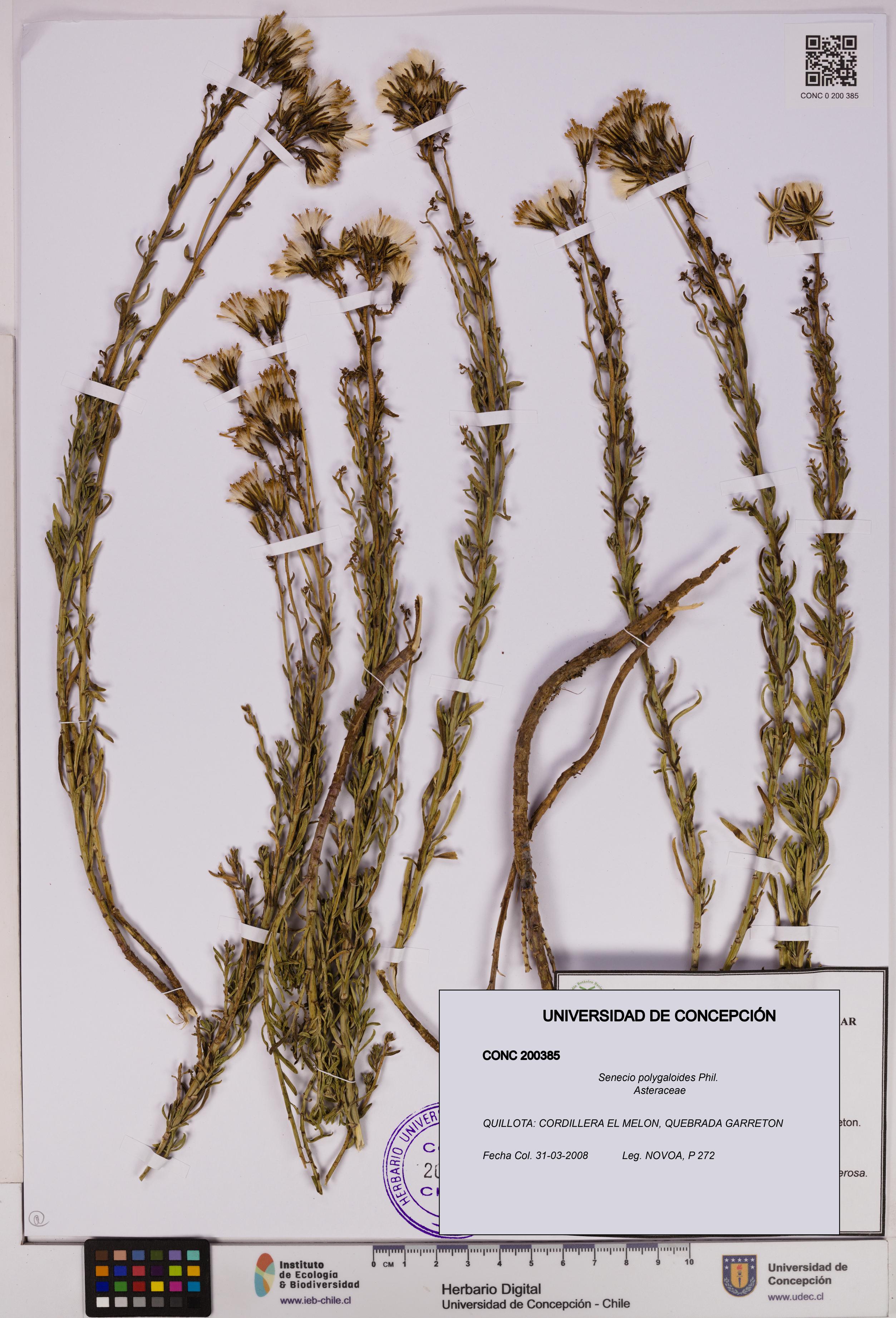 Senecio polygaloides [Espécimen: UDEC:CONC:0200385]