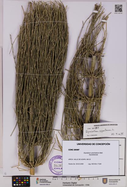 Equisetum xylochaetum [Espécimen: UDEC:CONC:0200387]