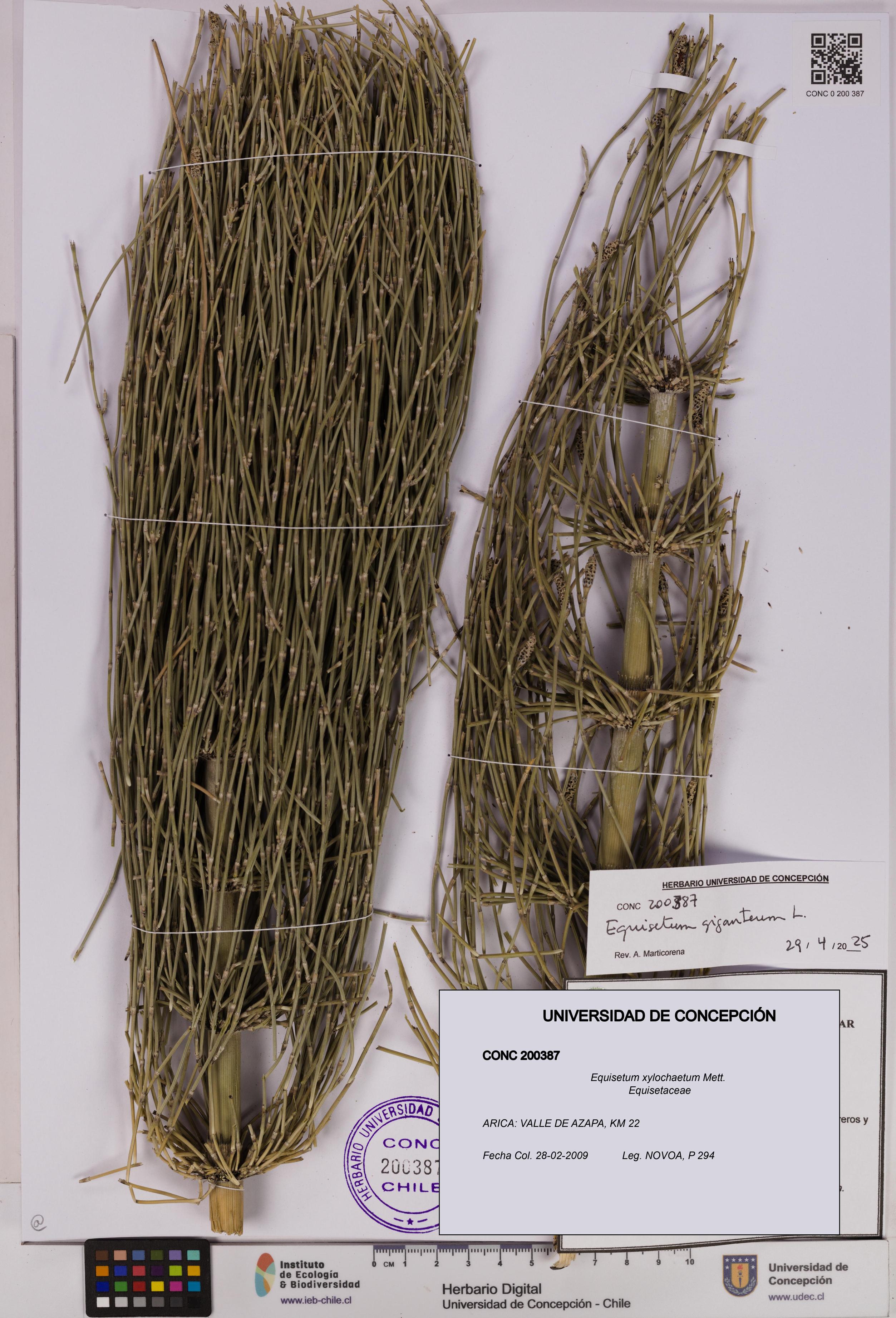 Equisetum xylochaetum [Espécimen: UDEC:CONC:0200387]