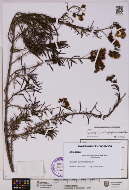Heliotropium stenophyllum [Espécimen: UDEC:CONC:0200388]