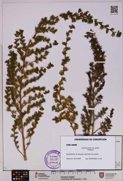 Adesmia pirionii [Espécimen: UDEC:CONC:0200395]