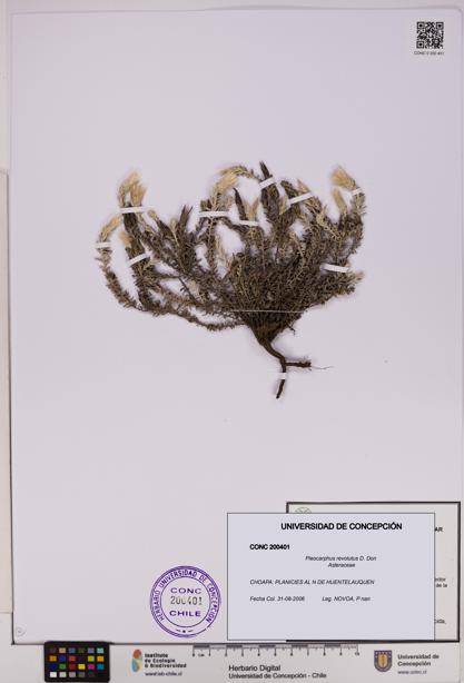 Pleocarphus revolutus [Espécimen: UDEC:CONC:0200401]