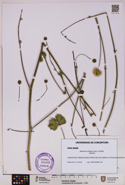 Asteriscium chilense [Espécimen: UDEC:CONC:0200408]