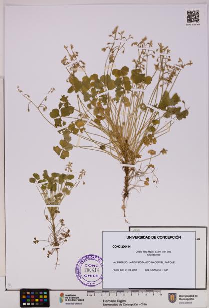 Oxalis laxa var. laxa [Espécimen: UDEC:CONC:0200414]