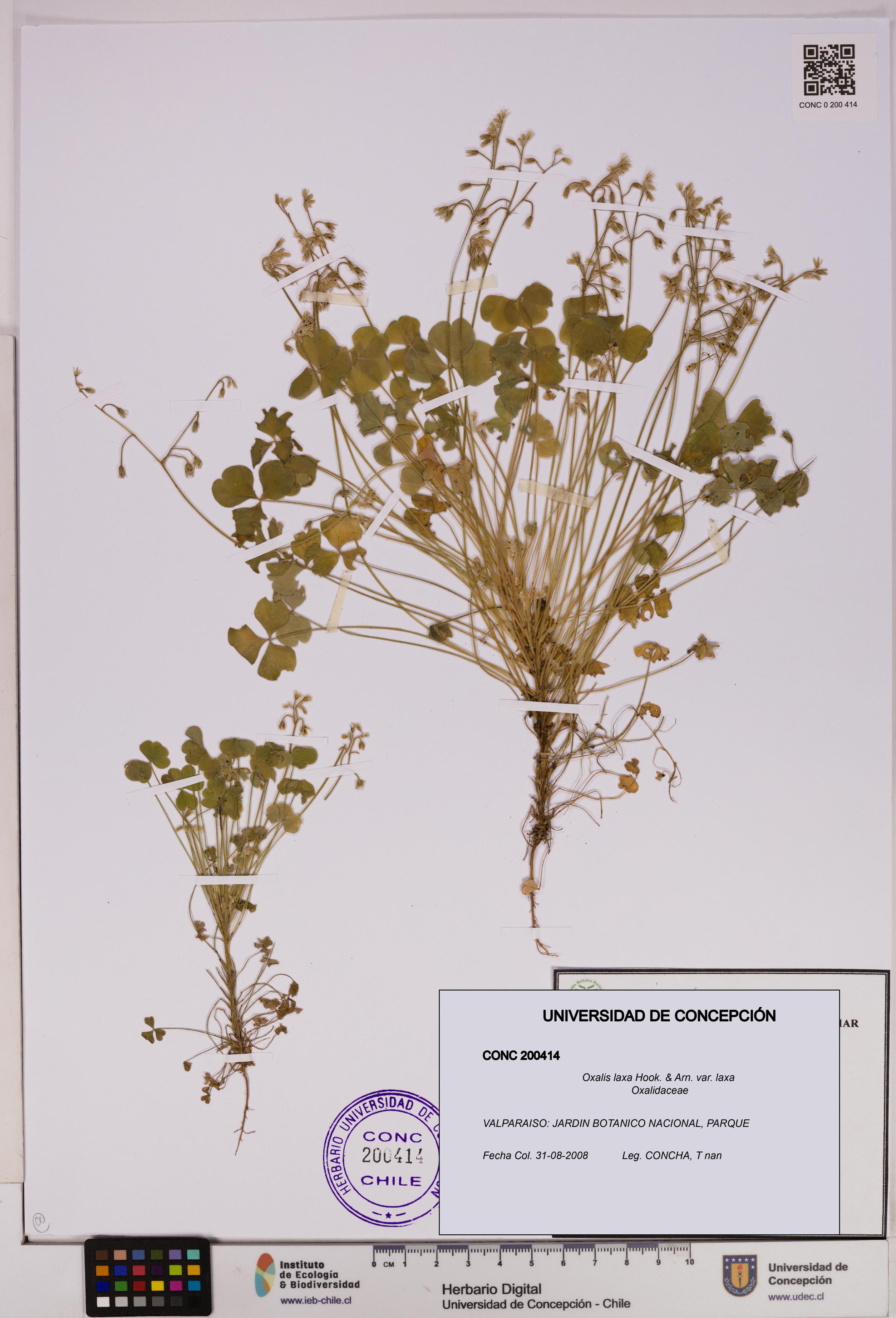 Oxalis laxa var. laxa [Espécimen: UDEC:CONC:0200414]
