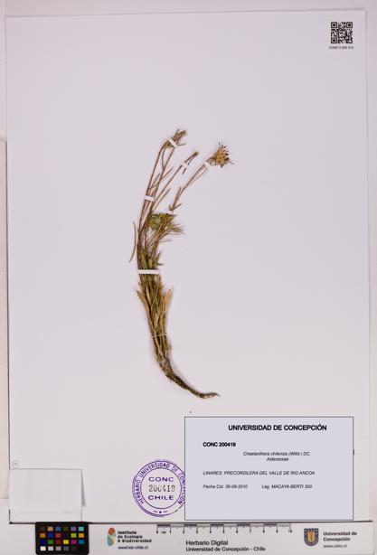 Chaetanthera chilensis [Espécimen: UDEC:CONC:0200419]