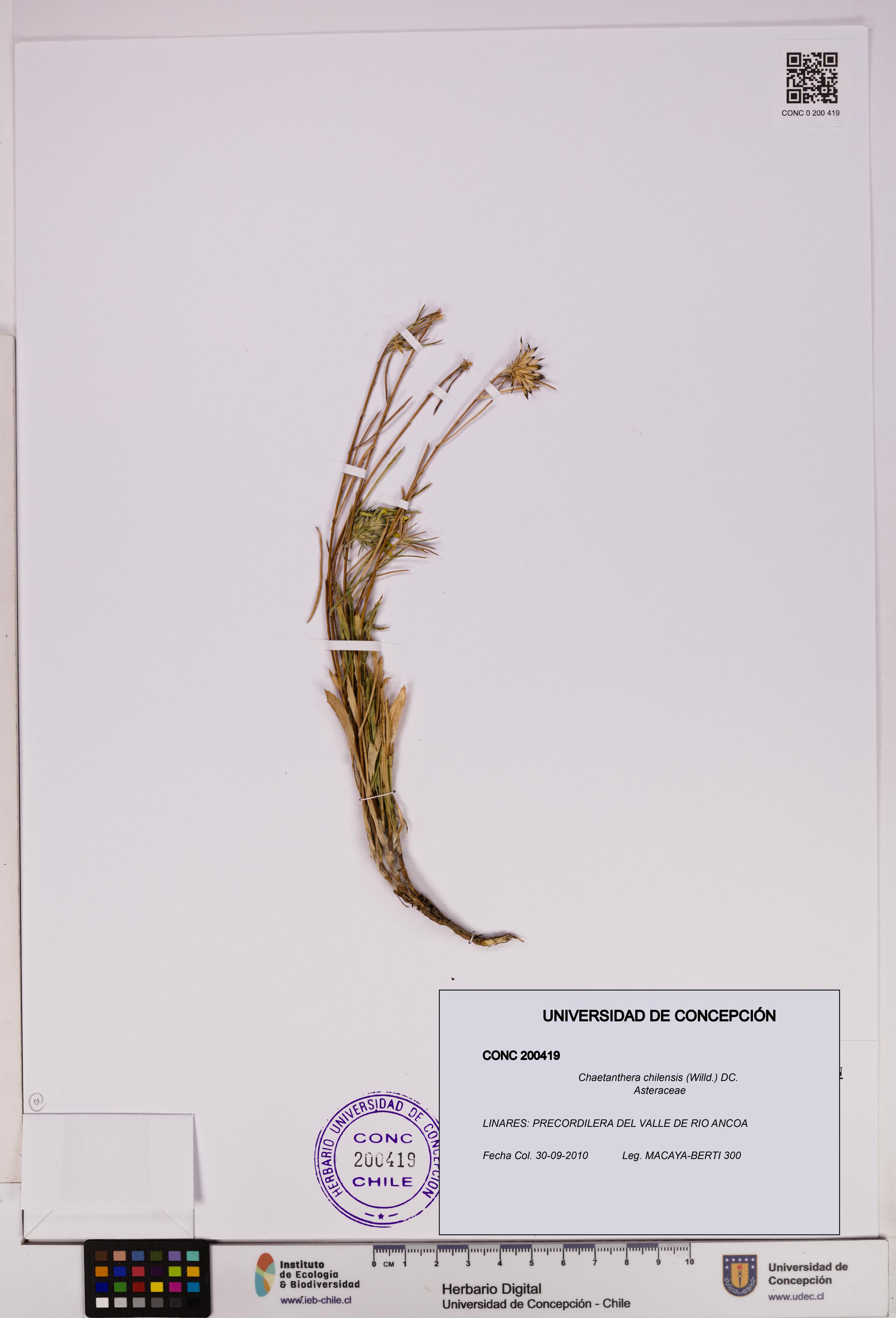 Chaetanthera chilensis [Espécimen: UDEC:CONC:0200419]