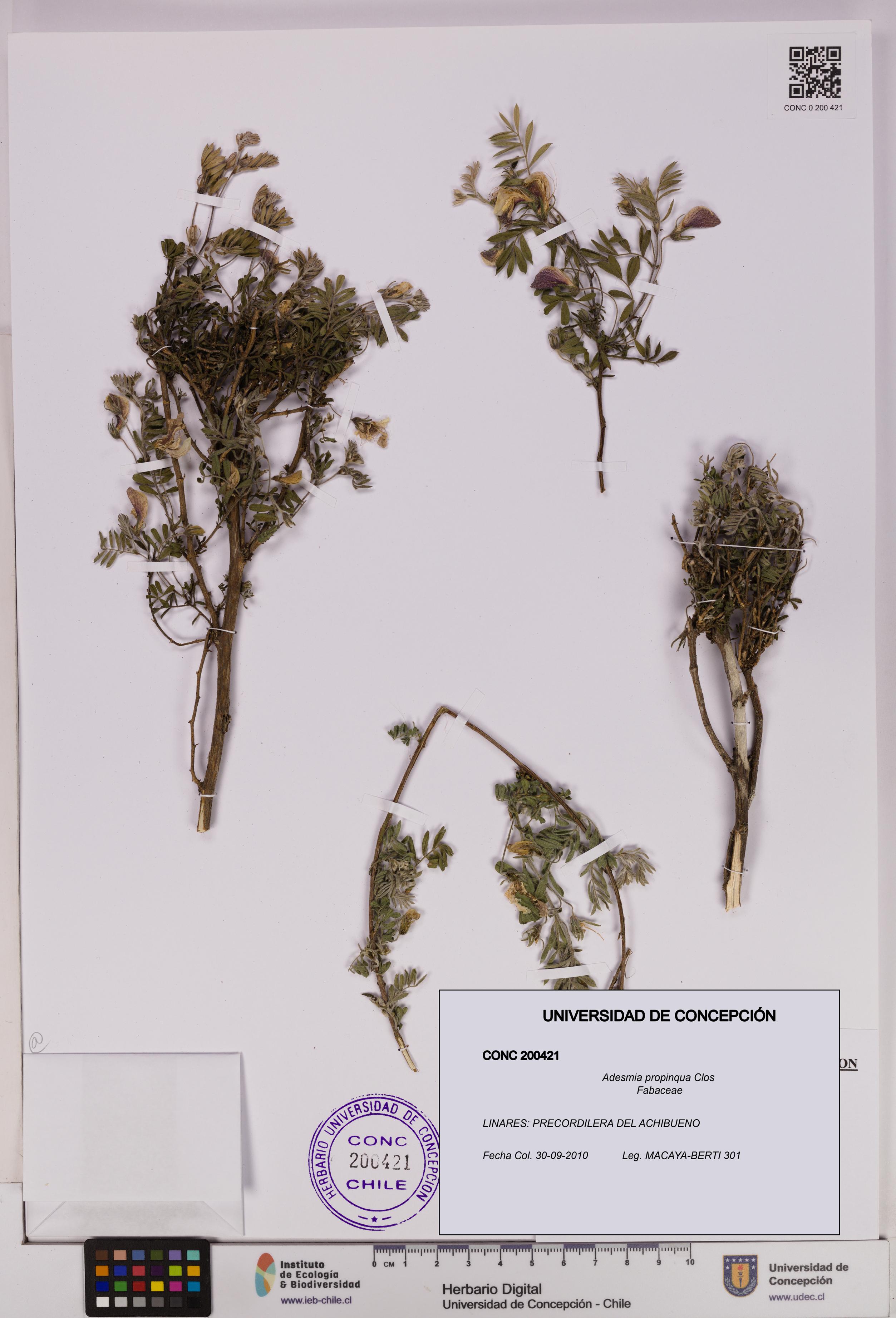 Adesmia propinqua [Espécimen: UDEC:CONC:0200421]