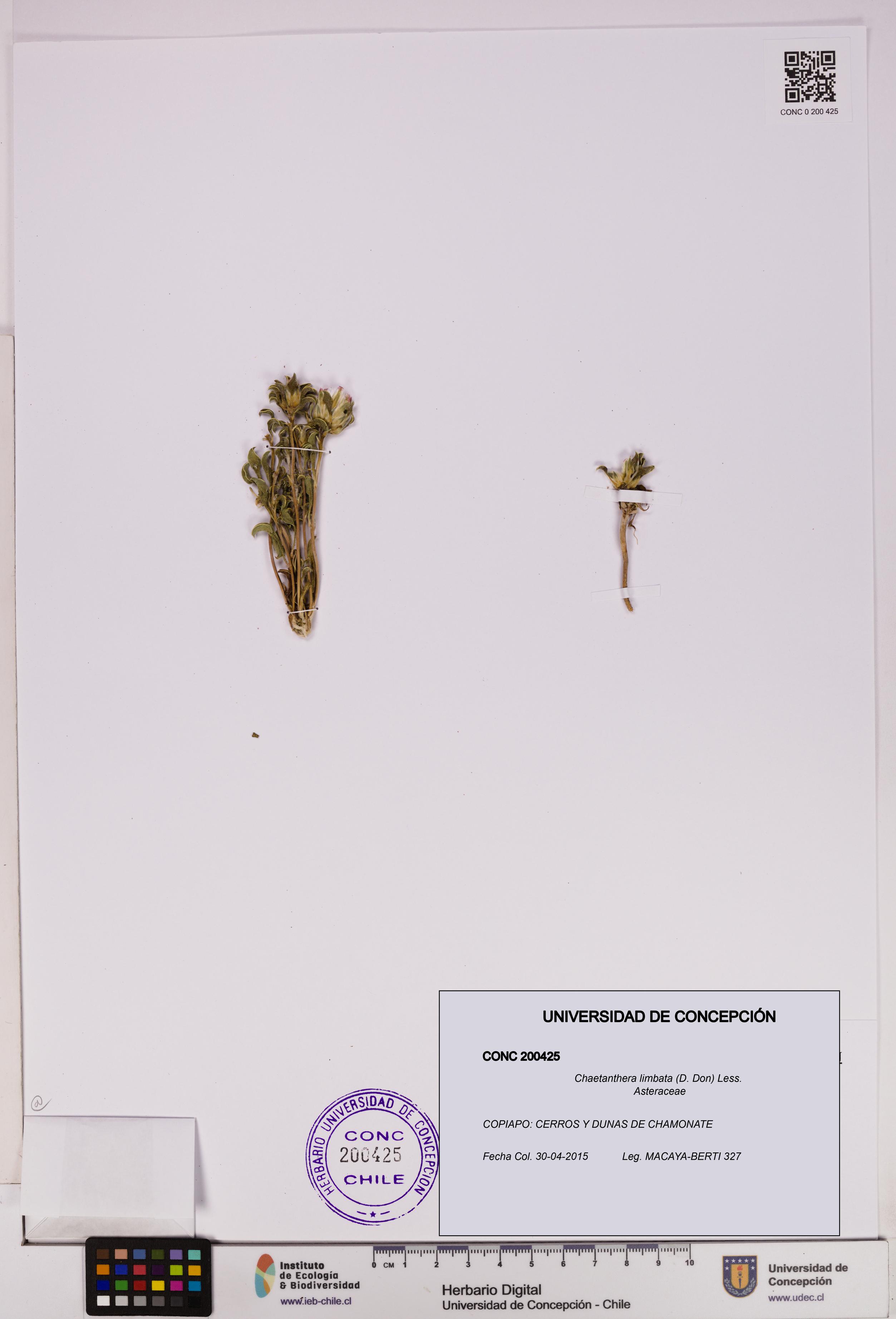 Chaetanthera limbata [Espécimen: UDEC:CONC:0200425]