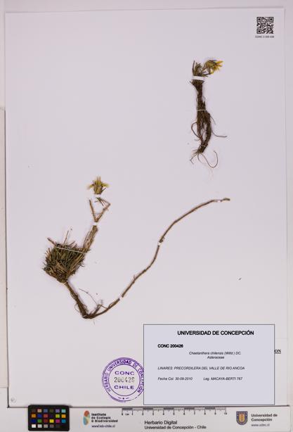 Chaetanthera chilensis [Espécimen: UDEC:CONC:0200426]