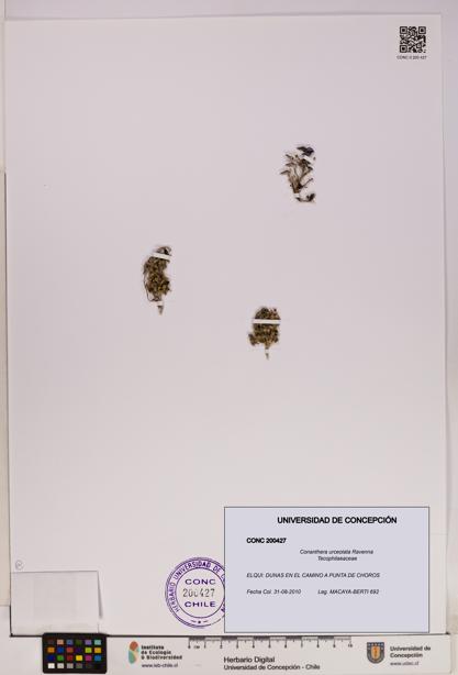 Conanthera urceolata [Espécimen: UDEC:CONC:0200427]