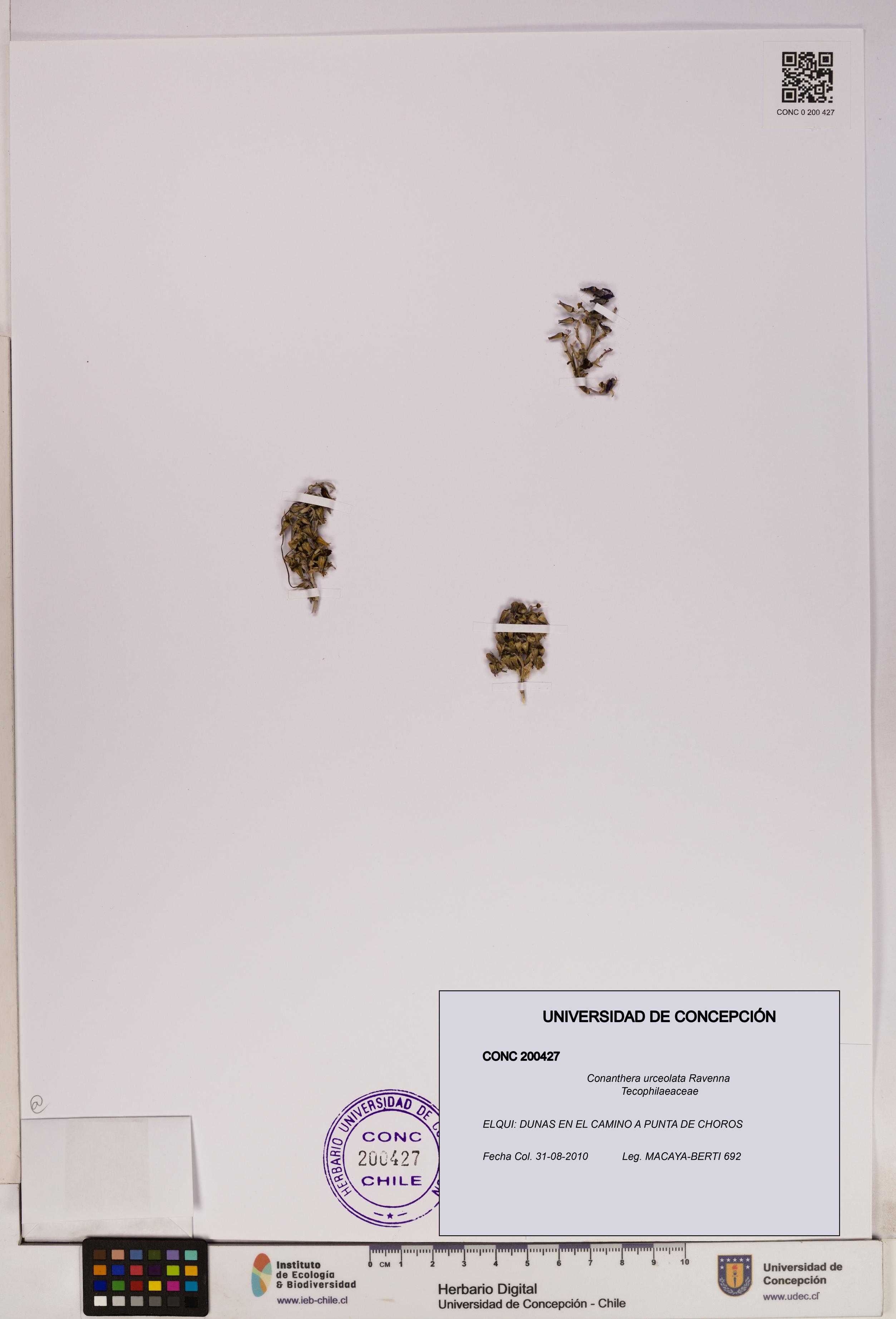 Conanthera urceolata [Espécimen: UDEC:CONC:0200427]