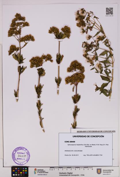 Ophryosporus heptanthus [Espécimen: UDEC:CONC:0200430]