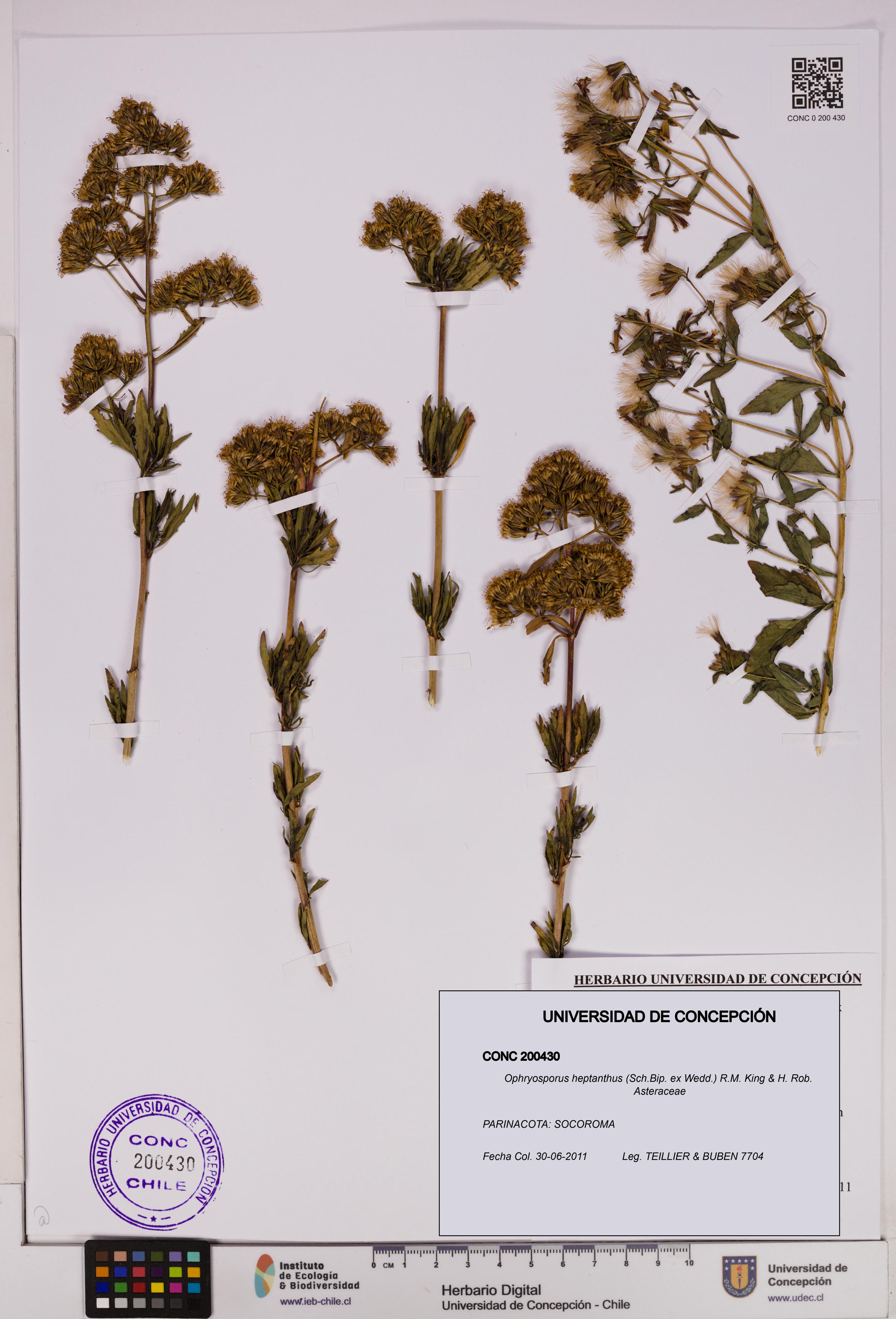 Ophryosporus heptanthus [Espécimen: UDEC:CONC:0200430]