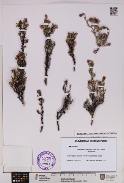 Chersodoma jodopappa [Espécimen: UDEC:CONC:0200433]