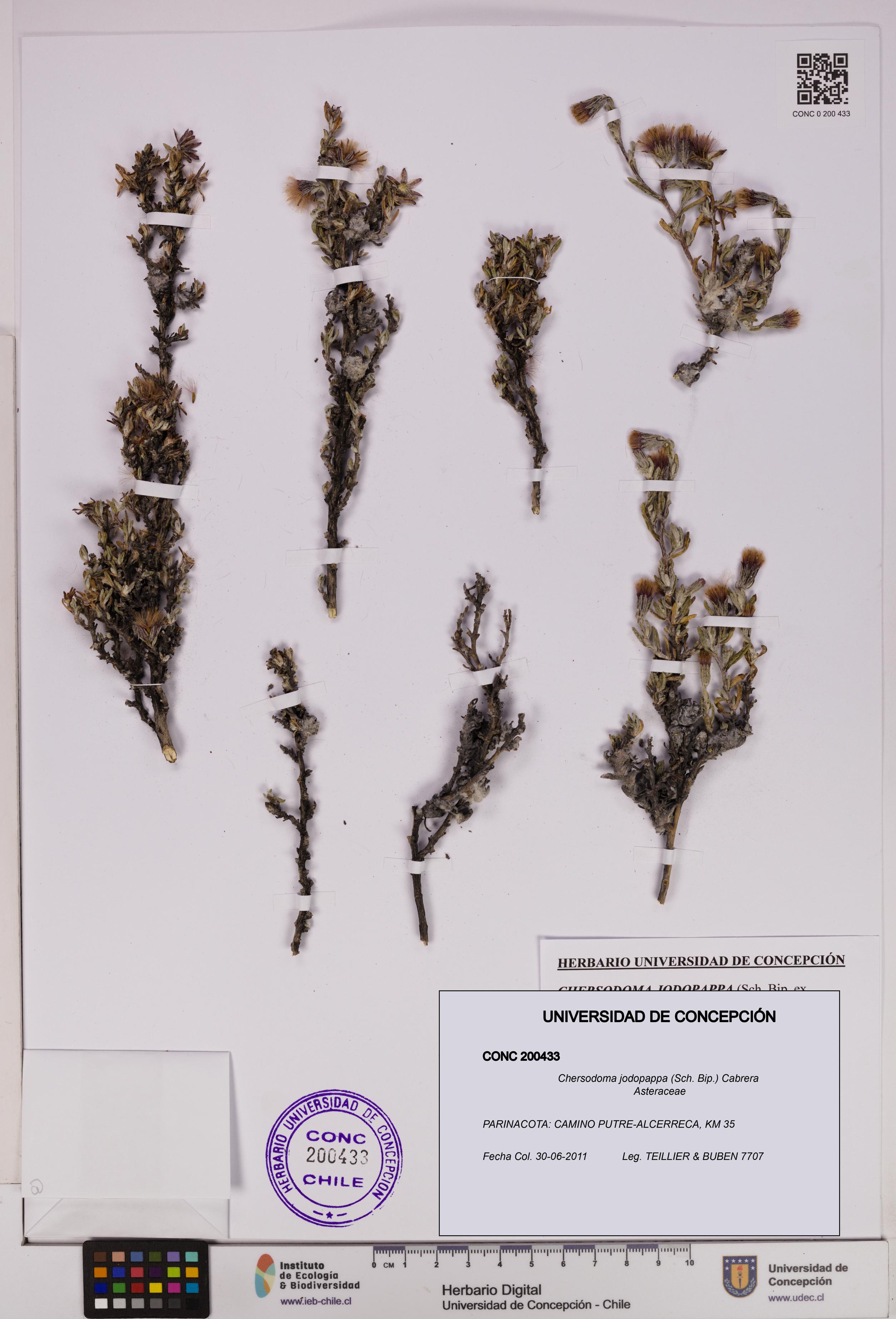 Chersodoma jodopappa [Espécimen: UDEC:CONC:0200433]