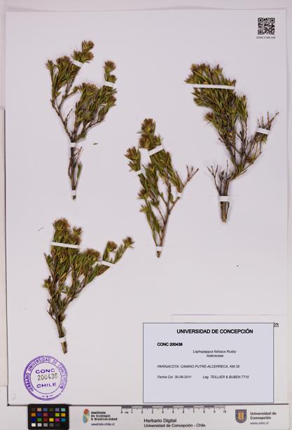 Lophopappus foliosus [Espécimen: UDEC:CONC:0200436]