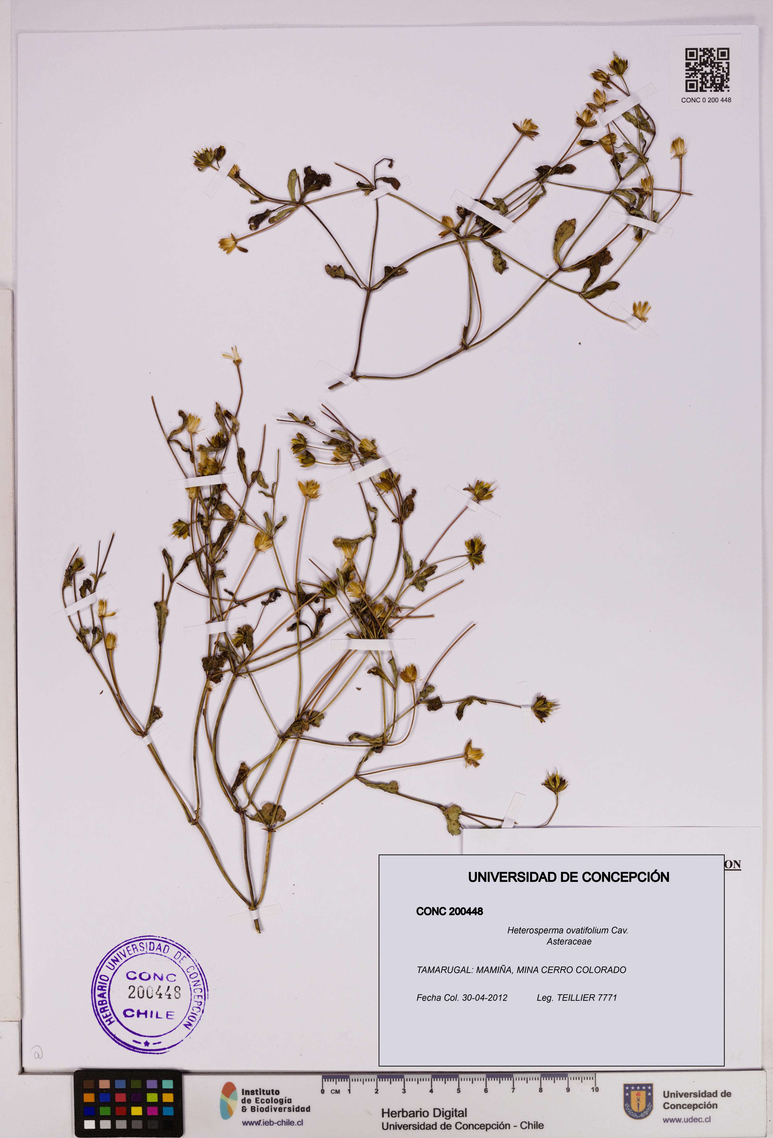 Heterosperma ovatifolium [Espécimen: UDEC:CONC:0200448]
