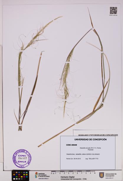 Nassella arcuata [Espécimen: UDEC:CONC:0200449]