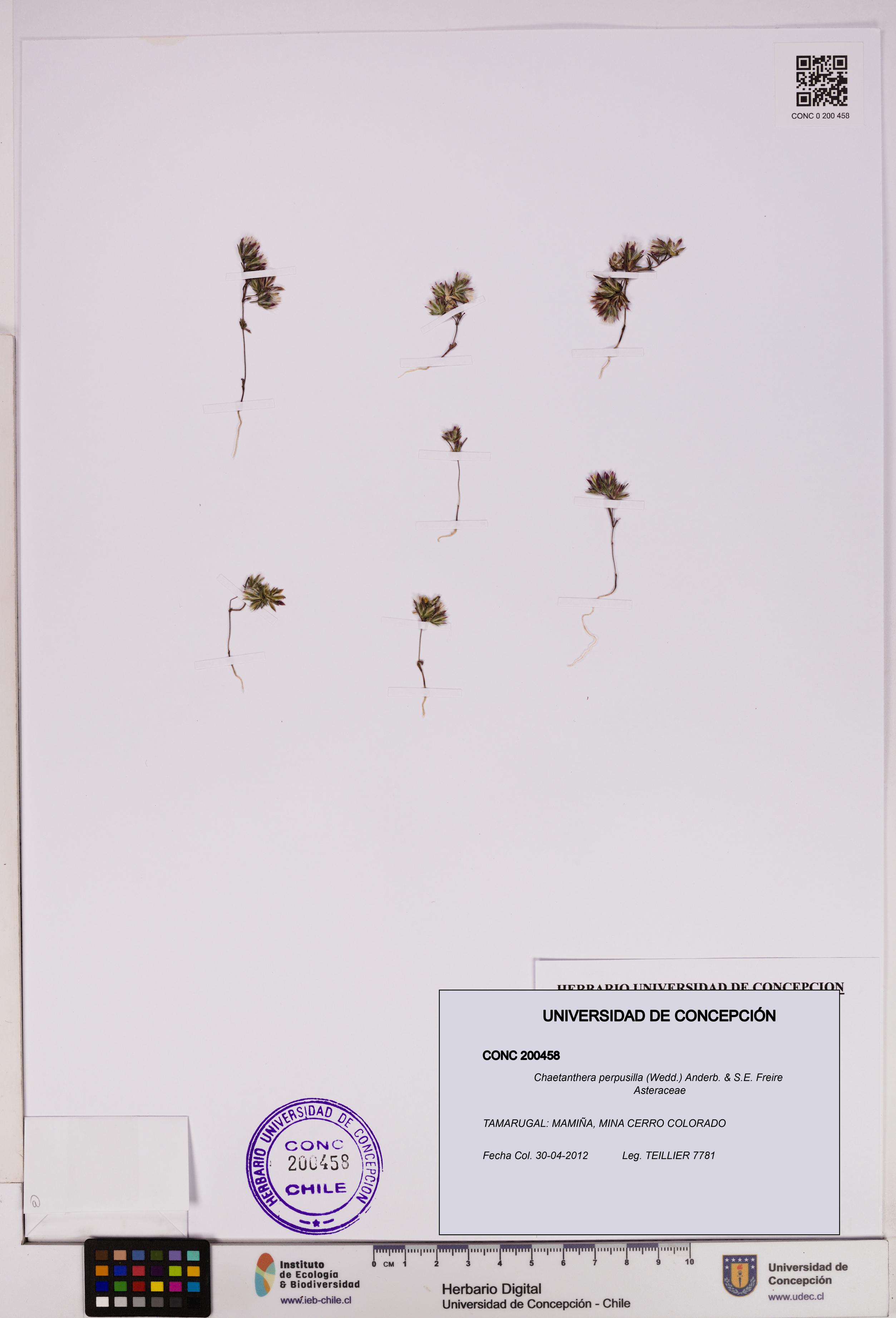 Chaetanthera perpusilla [Espécimen: UDEC:CONC:0200458]