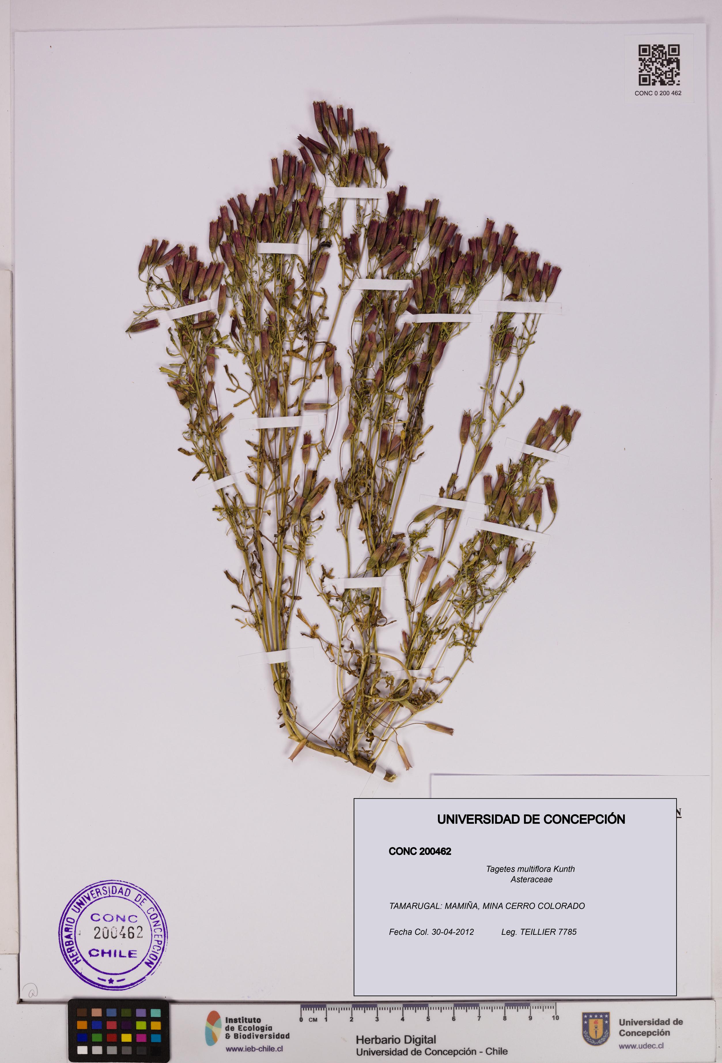 Tagetes multiflora [Espécimen: UDEC:CONC:0200462]