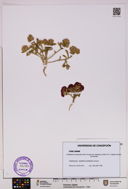 Philippiamra celosioides var. altiplanica [Espécimen: ]