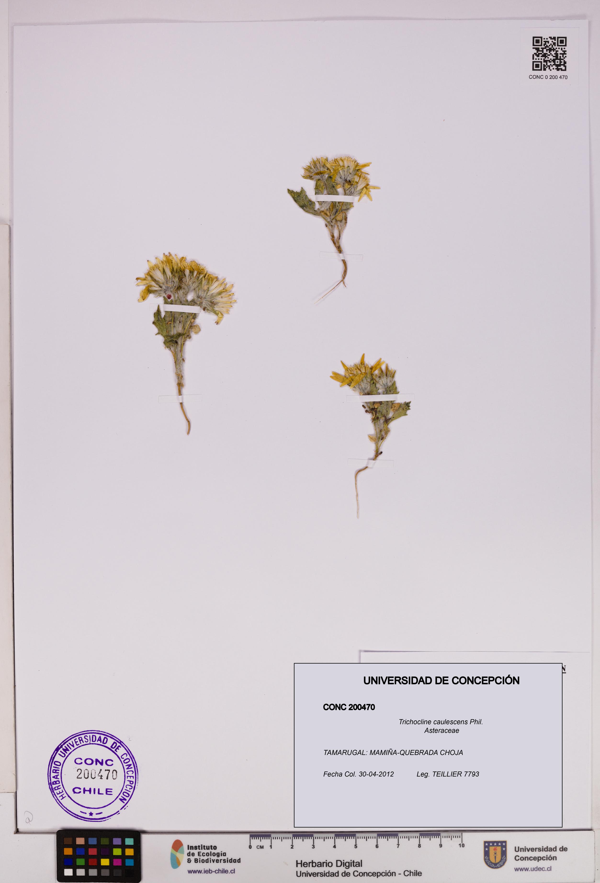 Trichocline caulescens [Espécimen: UDEC:CONC:0200470]