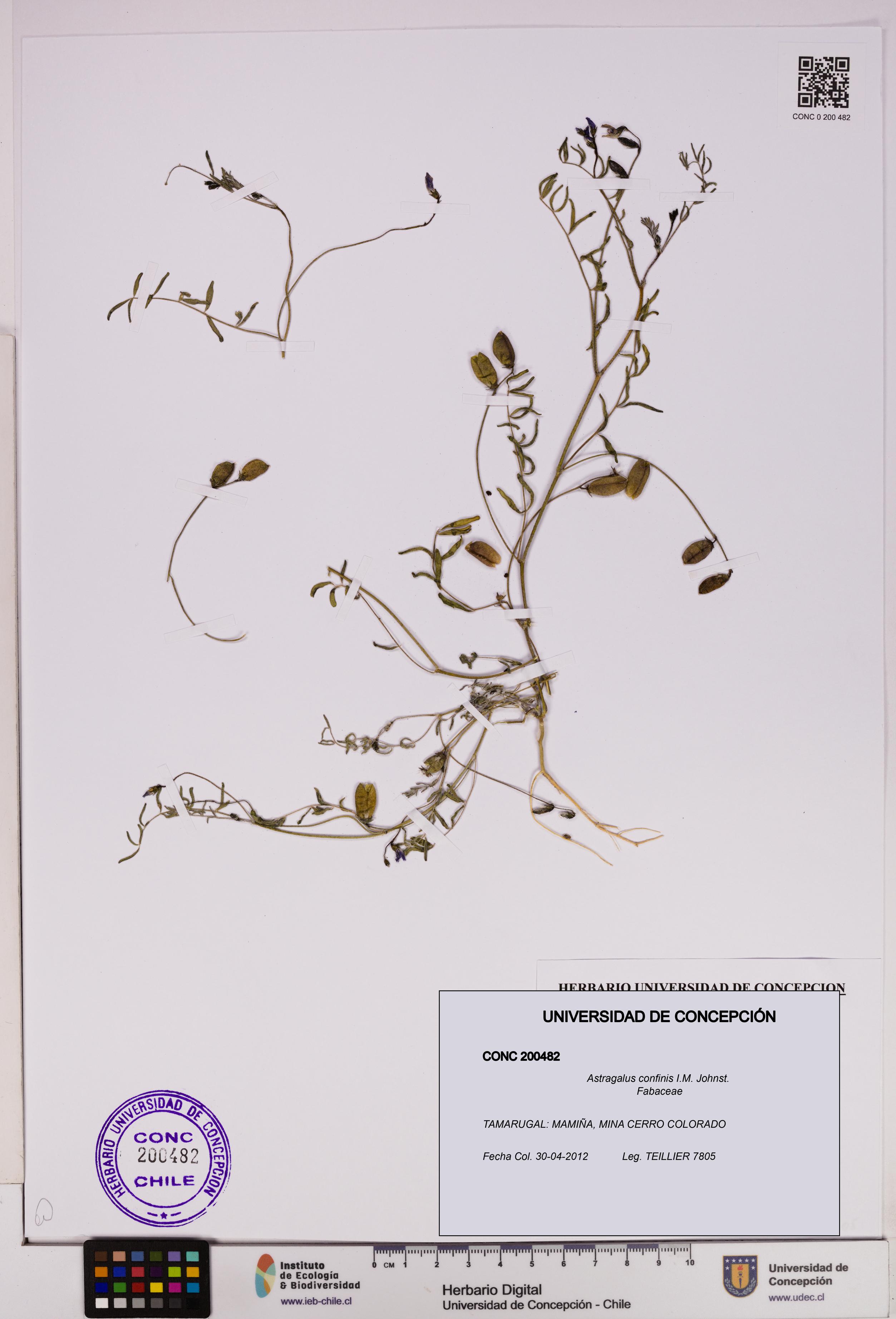 Astragalus confinis [Espécimen: UDEC:CONC:0200482]