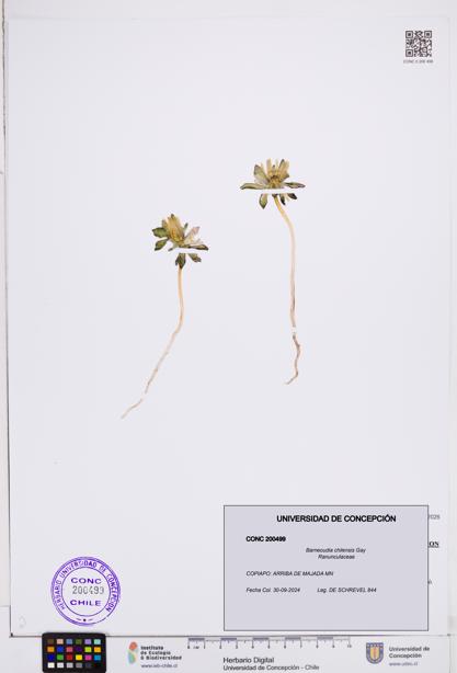 Barneoudia chilensis [Espécimen: ]